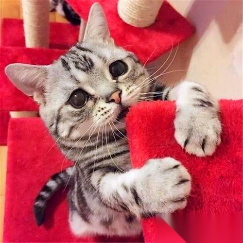 小猫咪大城市怎么获取太妃的新照