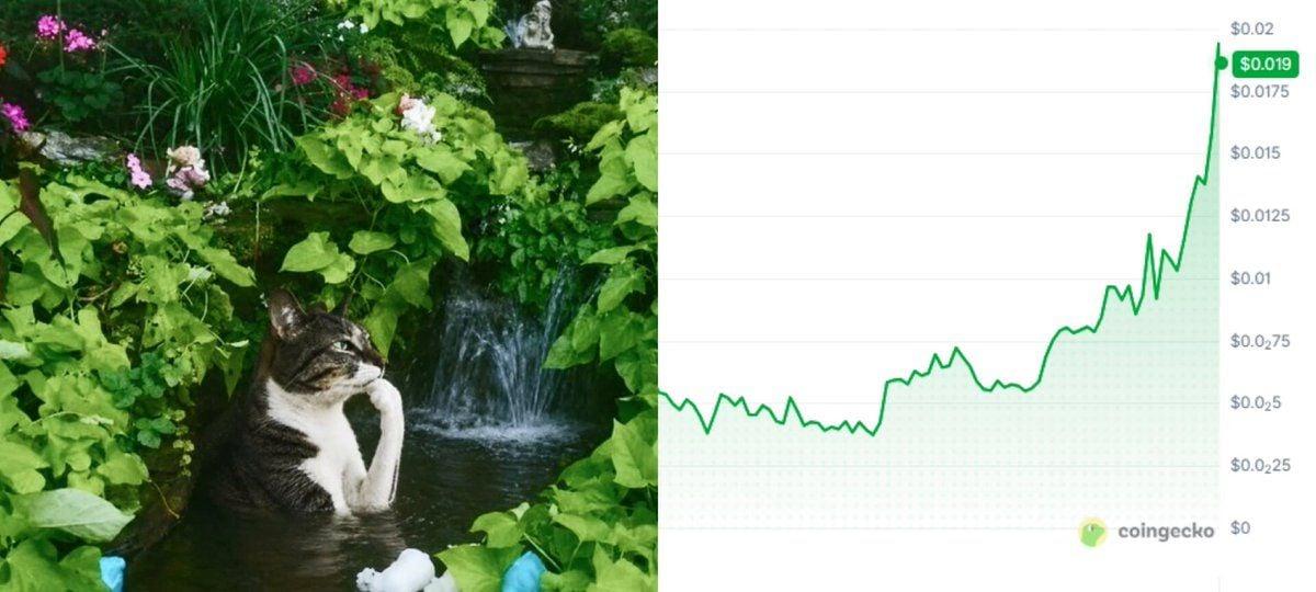 思考猫是下一个值得关注的Robinhood链迷因币吗